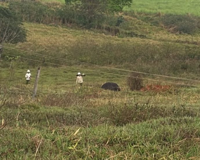 Temporal causa morte de quatro vacas e provoca estragos em Cosmorama, SP
