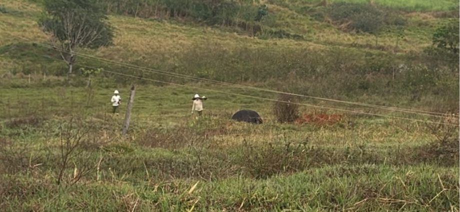 Temporal causa morte de quatro vacas e provoca estragos em Cosmorama, SP