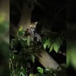 Jaguatirica é flagrada em árvore na Represa Municipal de São José do Rio Preto