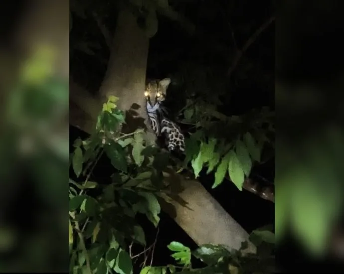 Jaguatirica é flagrada em árvore na Represa Municipal de São José do Rio Preto