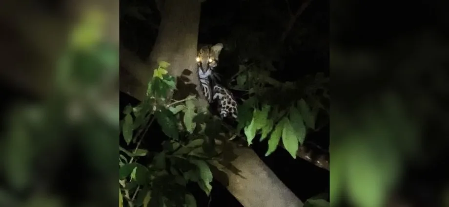 Jaguatirica é flagrada em árvore na Represa Municipal de São José do Rio Preto Jaguatirica é flagrada em árvore na Represa Municipal de São José do Rio Preto