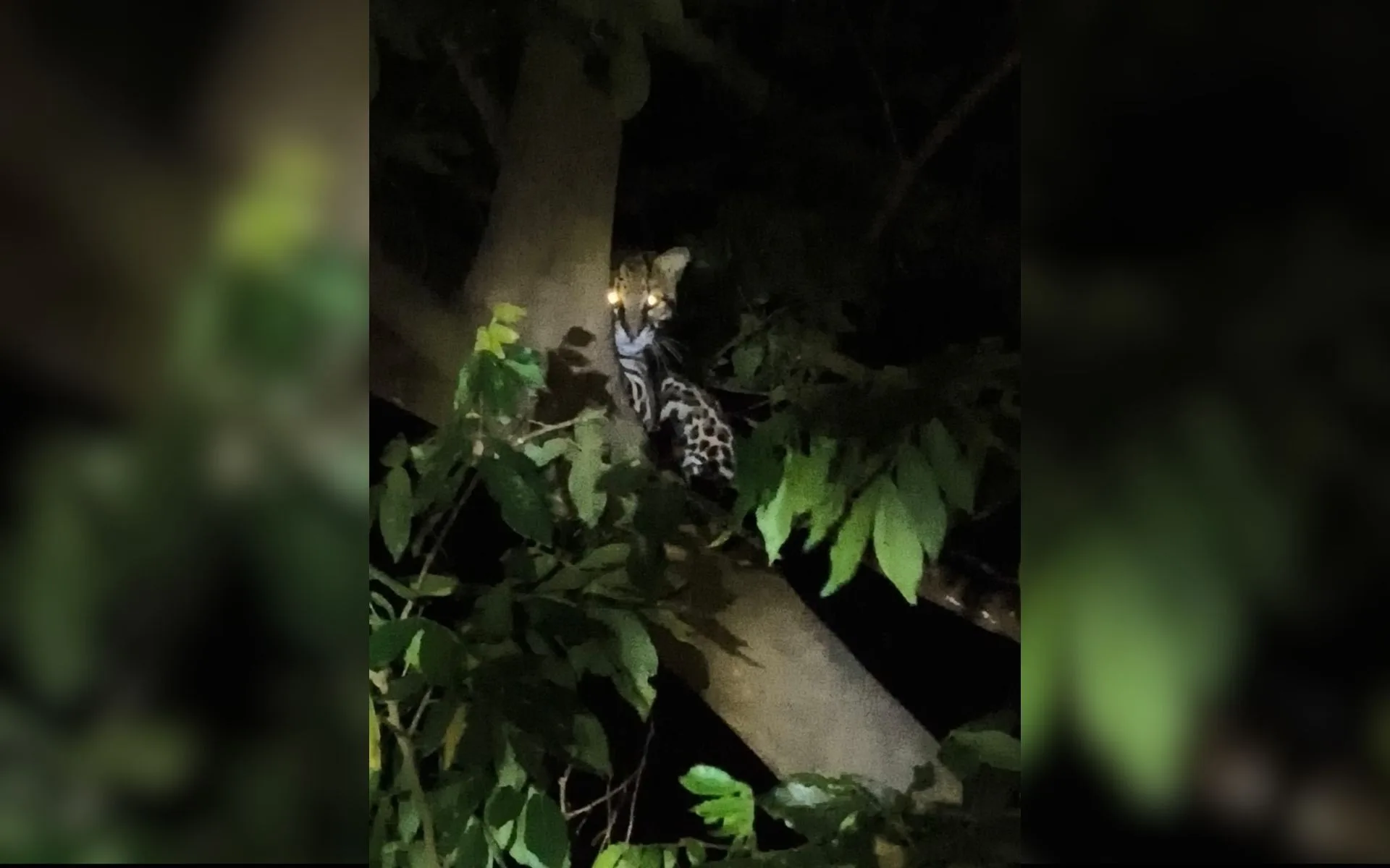 Jaguatirica é flagrada em árvore na Represa Municipal de São José do Rio Preto