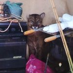 Onça-parda é capturada em residência em Birigui, SP