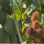 Morador de Jales cria pomar comunitário com mais de 30 espécies de árvores frutíferas