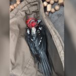 Pescadores resgatam pica-pau no Rio Tietê durante temporal em Sud Mennucci