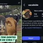Bovinos influenciadores: Vaca Leide e touro Xerife fazem sucesso nas redes sociais