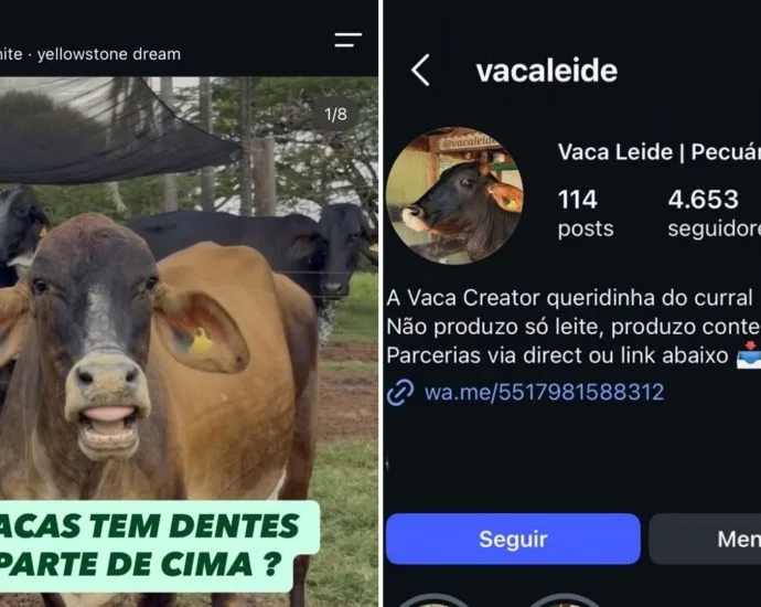 Bovinos influenciadores: Vaca Leide e touro Xerife fazem sucesso nas redes sociais