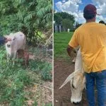 Criminosos matam vaca de estimação em Bady Bassitt durante furto de carne