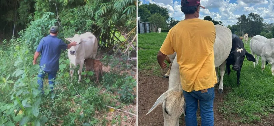 Criminosos matam vaca de estimação em Bady Bassitt durante furto de carne Criminosos matam vaca de estimação em Bady Bassitt durante furto de carne