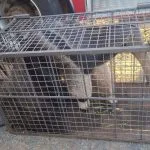 Tamanduá é resgatado em área residencial de Jales, SP