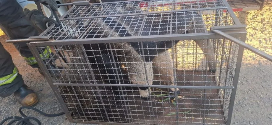 Tamanduá é resgatado em área residencial de Jales, SP