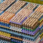 Diversificação no mercado de ovos: Galinhas felizes e orgânicos em alta