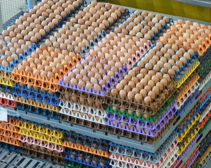 Diversificação no mercado de ovos: Galinhas felizes e orgânicos em alta Diversificação no mercado de ovos: Galinhas felizes e orgânicos em alta