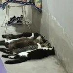 Justiça torna réus veterinários e mais três pessoas por venda clandestina de sangue de gatos em Monte Alto, SP
