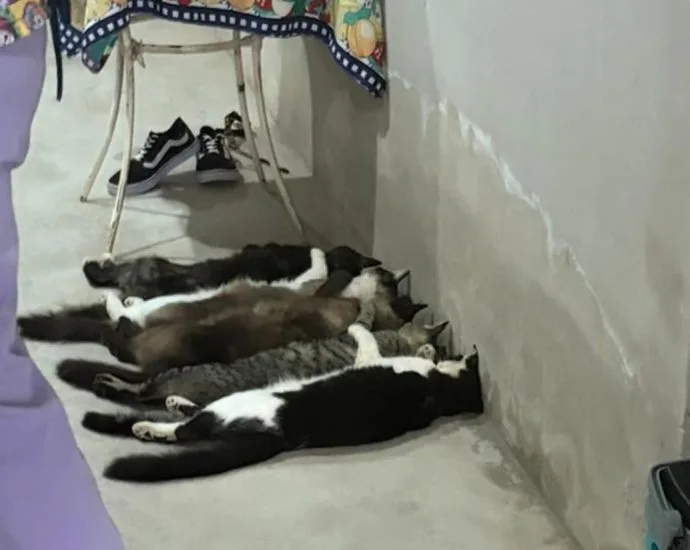 Justiça torna réus veterinários e mais três pessoas por venda clandestina de sangue de gatos em Monte Alto, SP