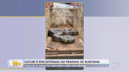 Sucuri de mais de 3 metros é capturada em prainha de Buritama - Programa: TEM Notícias 1ª Edição – Rio Preto/Araçatuba