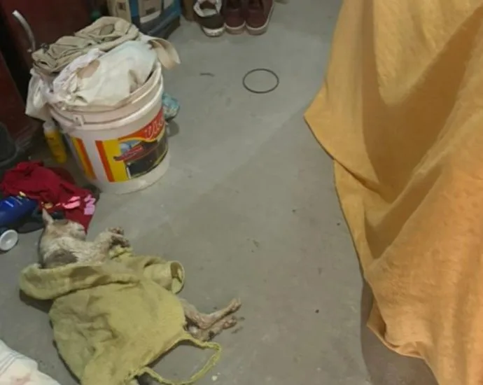 Defesa de veterinária ré critica investigação sobre venda de sangue de gatos em Monte Alto, SP