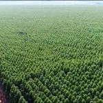 Três Lagoas se destaca na silvicultura e lidera produção nacional
