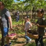 Turismo Rural em Jales e Urânia Atrai Visitantes com Colheitas e Gastronomia