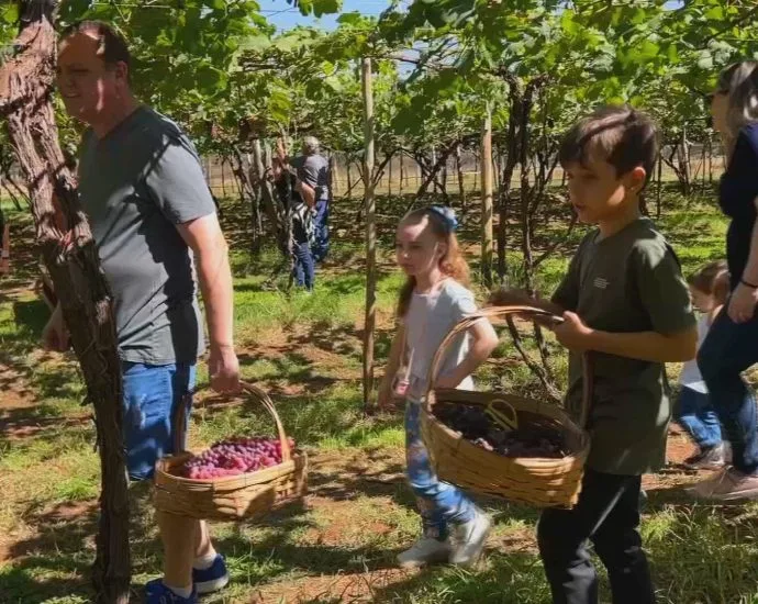 Turismo Rural em Jales e Urânia Atrai Visitantes com Colheitas e Gastronomia Turismo Rural em Jales e Urânia Atrai Visitantes com Colheitas e Gastronomia