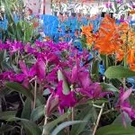Dicas para Cuidar de Orquídeas em Casa com Especialista de São José do Rio Preto