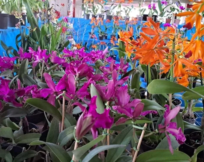 Dicas para Cuidar de Orquídeas em Casa com Especialista de São José do Rio Preto