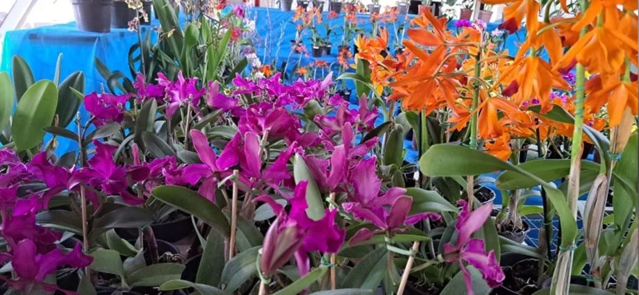 Dicas para Cuidar de Orquídeas em Casa com Especialista de São José do Rio Preto