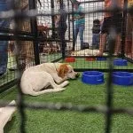 Feira de Adoção em Araçatuba: 21 Cães e Gatos Buscam um Novo Lar
