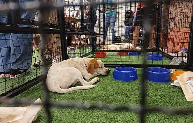 Feira de Adoção em Araçatuba: 21 Cães e Gatos Buscam um Novo Lar