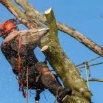 Como solicitar autorização para corte de árvores em Três Lagoas