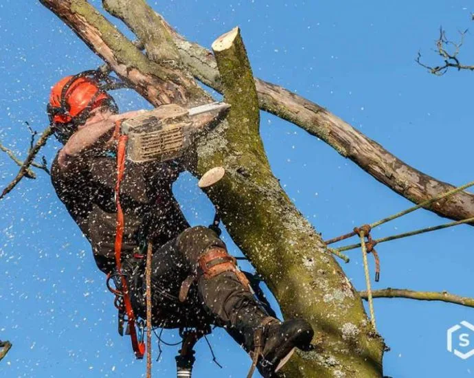 Como solicitar autorização para corte de árvores em Três Lagoas Como solicitar autorização para corte de árvores em Três Lagoas