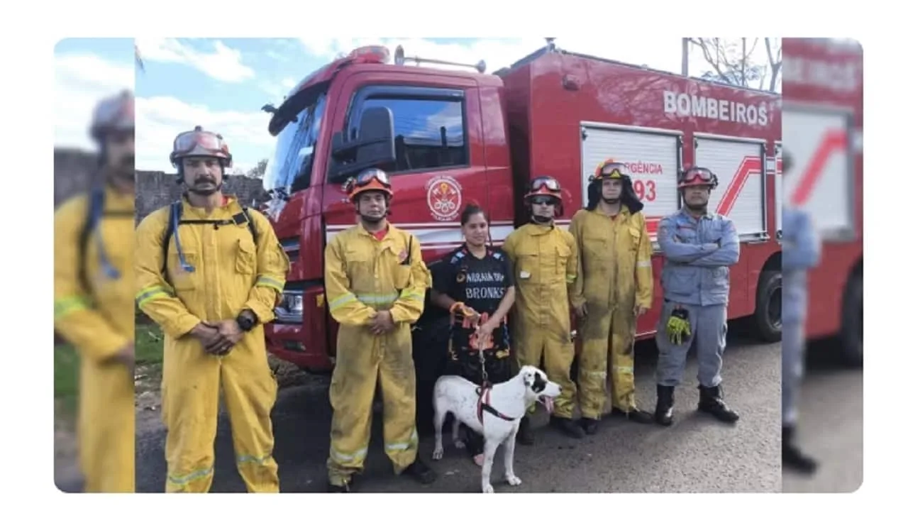 Cachorro é resgatado após cair de penhasco no interior de SP
