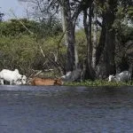 Pecuária do Pantanal busca equilibrar conservação ambiental e geração de renda