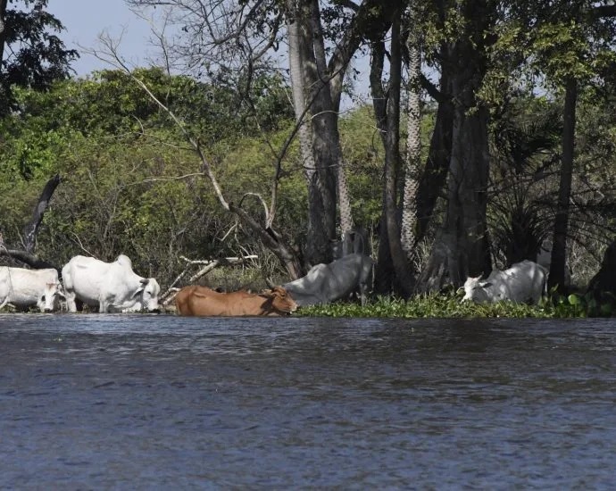 Pecuária do Pantanal busca equilibrar conservação ambiental e geração de renda Pecuária do Pantanal busca equilibrar conservação ambiental e geração de renda