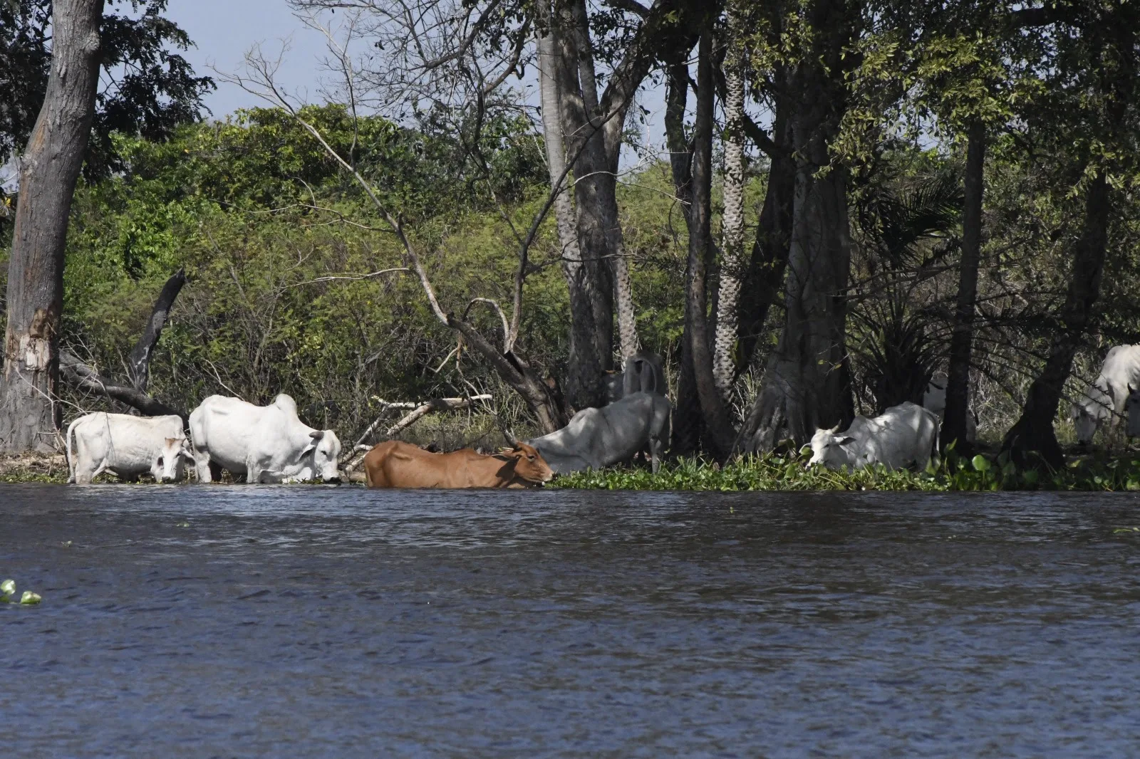 Pecuária do Pantanal busca equilibrar conservação ambiental e geração de renda