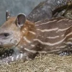 Instituto Ampara Animal destaca desafios da biodiversidade no Dia da Defesa da Fauna