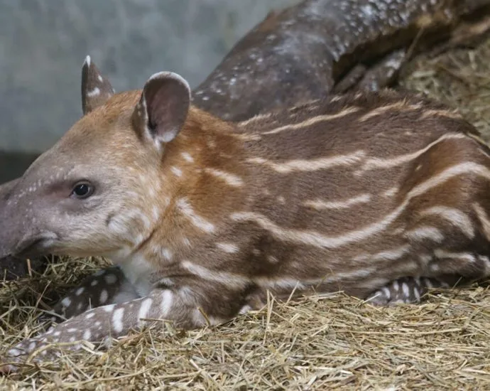 Instituto Ampara Animal destaca desafios da biodiversidade no Dia da Defesa da Fauna