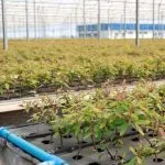 Suzano abre 15 vagas para ajudante de viveiro em Ribas do Rio Pardo (MS)