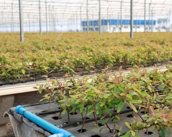 Suzano abre 15 vagas para ajudante de viveiro em Ribas do Rio Pardo (MS)