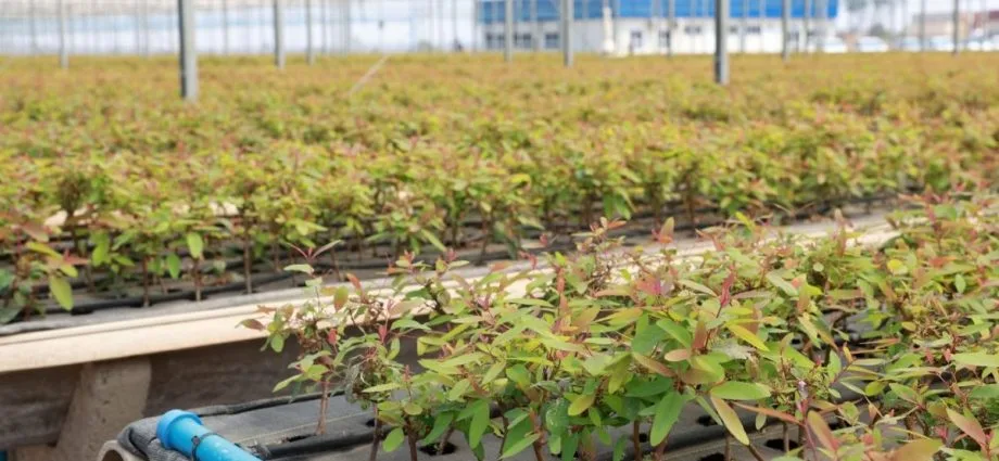 Suzano abre 15 vagas para ajudante de viveiro em Ribas do Rio Pardo (MS)