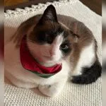 Identifique sinais de dor e desconforto em pets