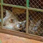 Filhotes de onça-parda são transferidos para zoológico em Garça após resgate