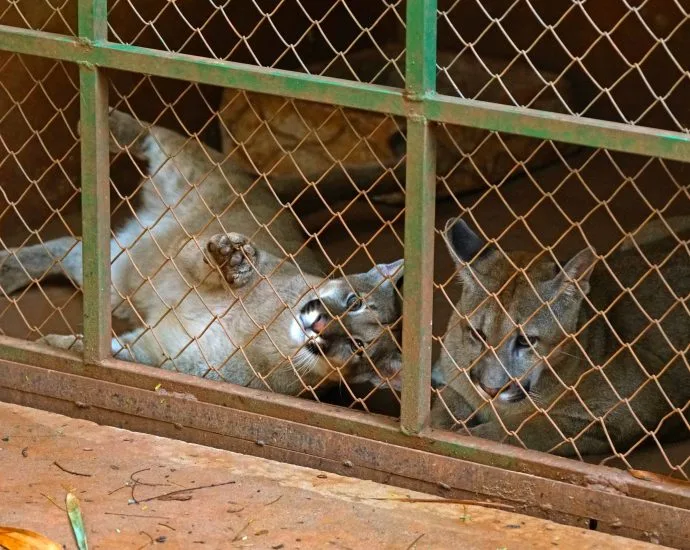Filhotes de onça-parda são transferidos para zoológico em Garça após resgate