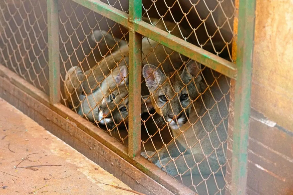 Filhotes de onça-parda são transferidos para zoológico em Garça após resgate