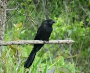 Parque do Pombo ganha destaque em evento internacional de observação de aves