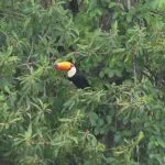 Parque do Pombo ganha destaque em evento internacional de observação de aves