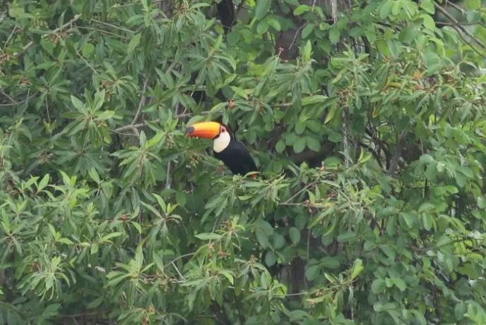 Parque do Pombo ganha destaque em evento internacional de observação de aves Parque do Pombo ganha destaque em evento internacional de observação de aves