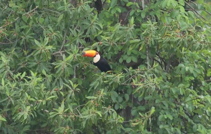 Parque do Pombo ganha destaque em evento internacional de observação de aves