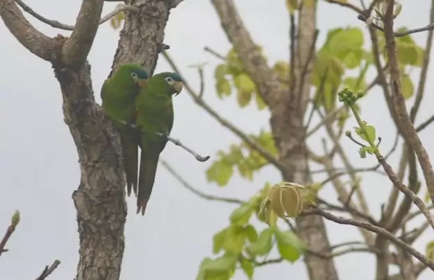 Parque do Pombo ganha destaque em evento internacional de observação de aves