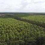 Suzano oferece vagas em Três Lagoas, Ribas e Bataguassu